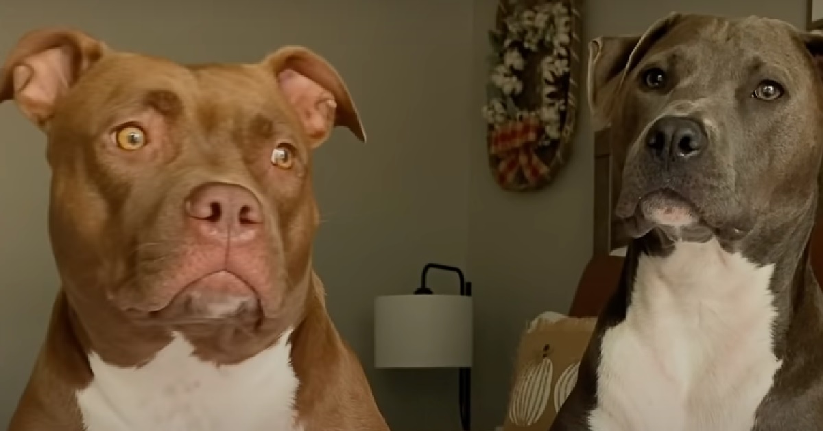 Due cuccioli di Pitbull vanno fuori di testa quando sentono una precisa parola, il video ce lo dimostra chiaramente