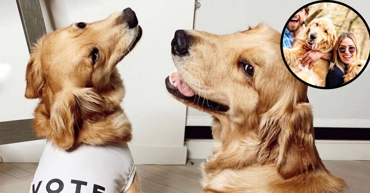 Due cuccioli Golden Retriever a lungo separati si incontrano di nuovo, il video del momento è toccante