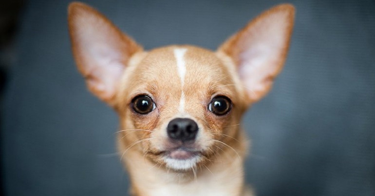 Dumpy, il cucciolo di Chihuahua anziano adottato da una famosa attrice (VIDEO)