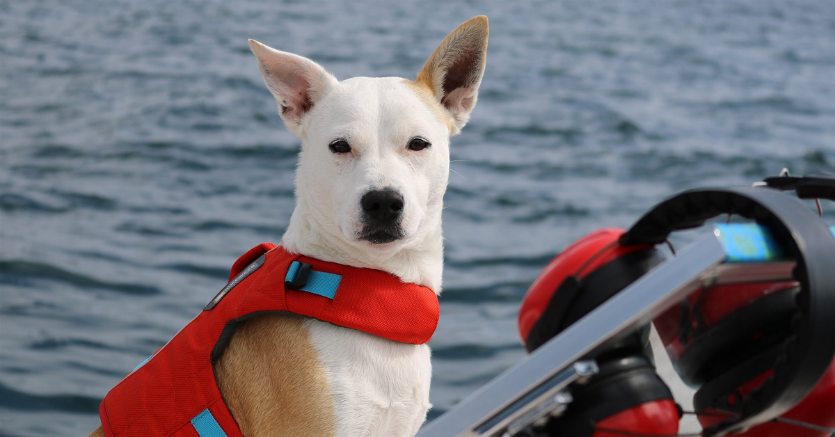 Eba, il cucciolo di cane meticcio adottato che ora salva le balene (VIDEO)