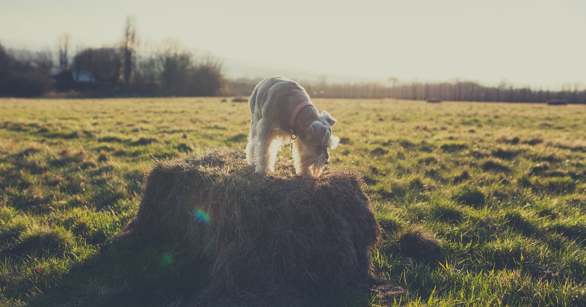 cuccioli di schnauzer