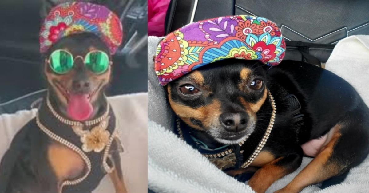 Presley chihuahua vestito alla moda