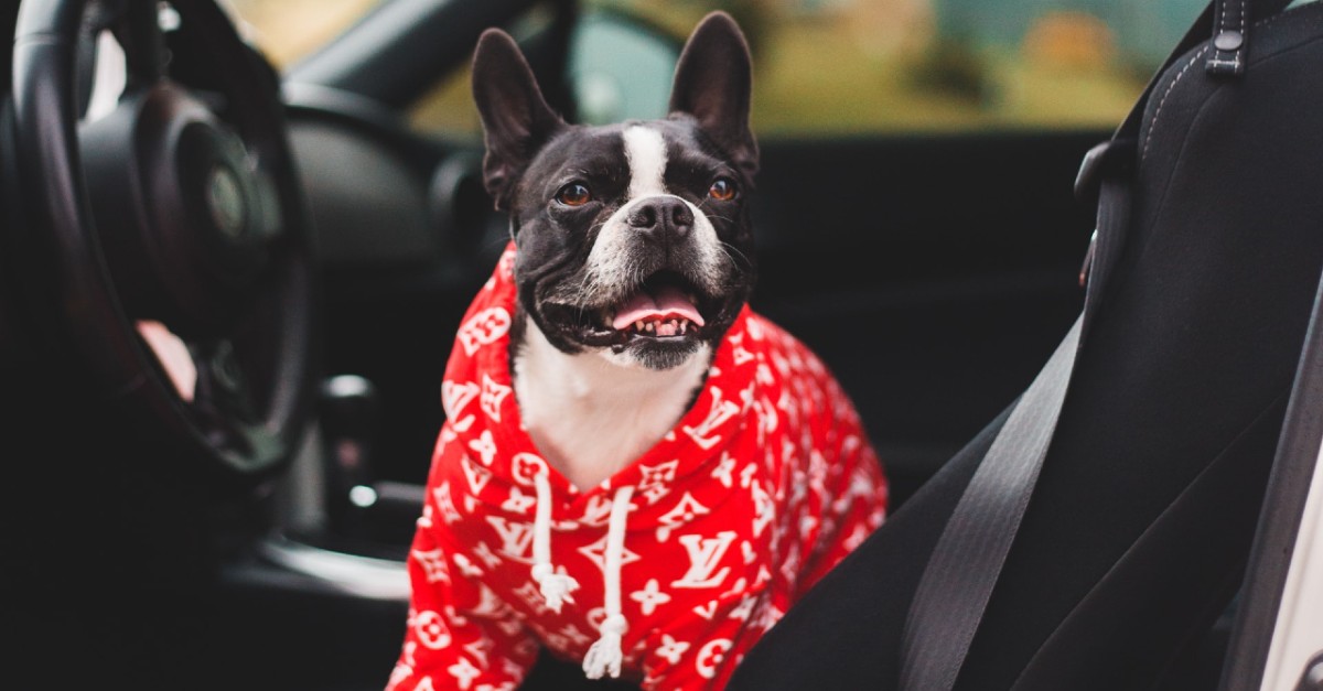 cucciolo di cane ha paura dell'auto