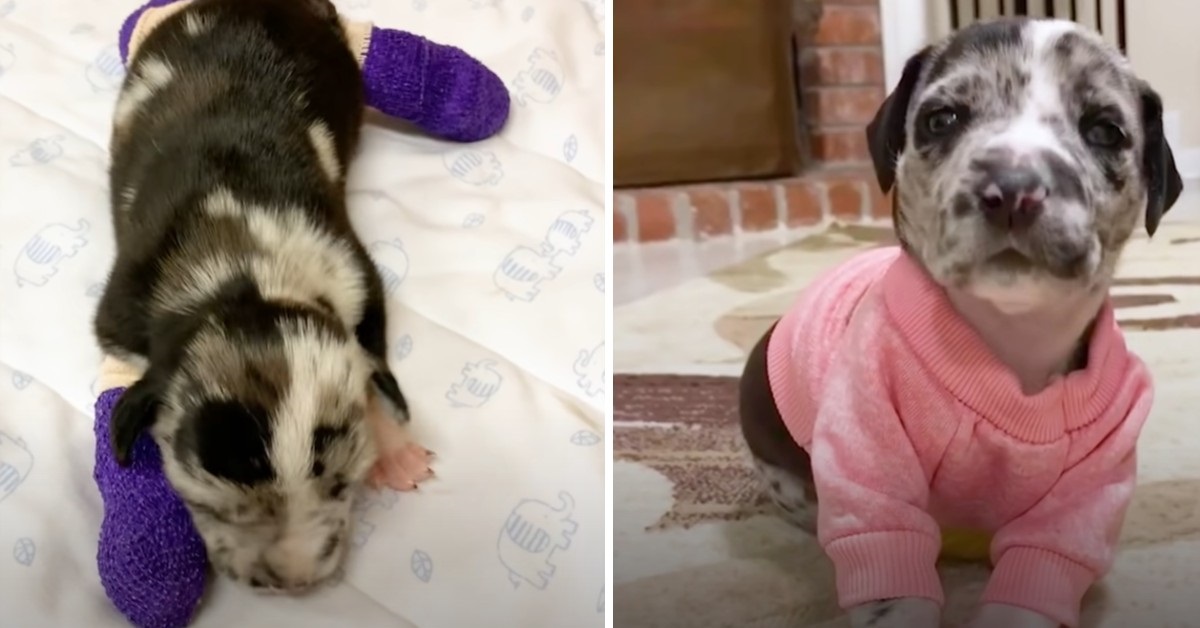 Etta, la cucciola d’Alano lotta e alla fine supera le sue difficoltà (VIDEO)