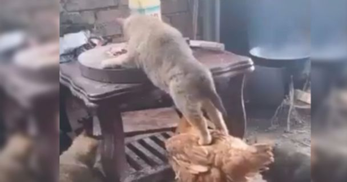 cane ruba cibo con l'aiuto di un gallo