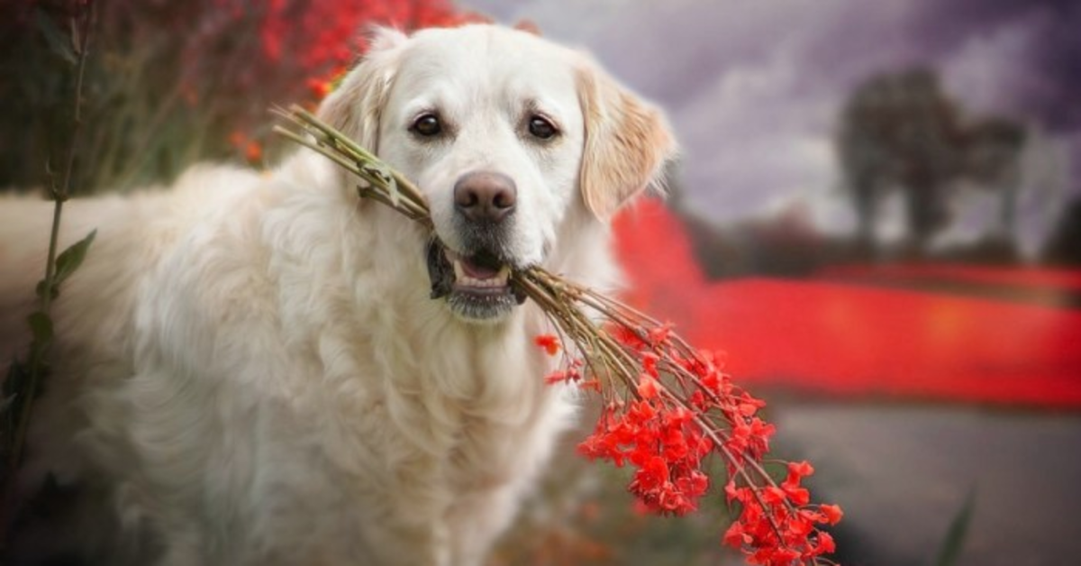 Il Golden Retriever romantico che regala dei fiori alla fidanzata (VIDEO)