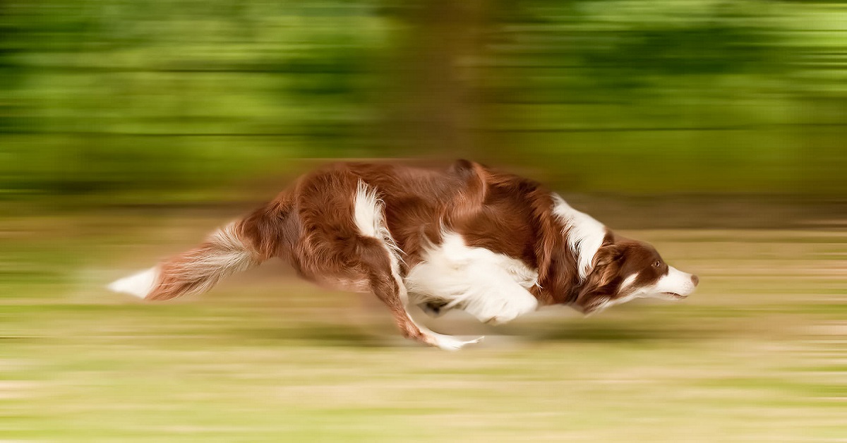 cane che fugge veloce