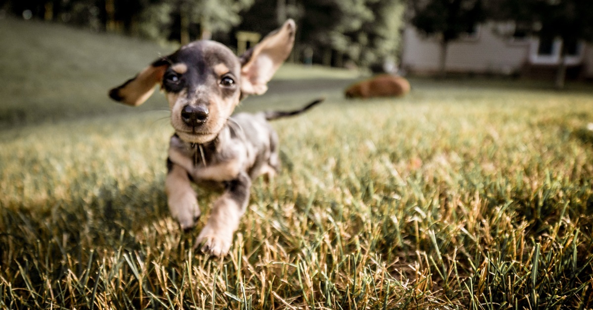 cucciolo di cane che corre