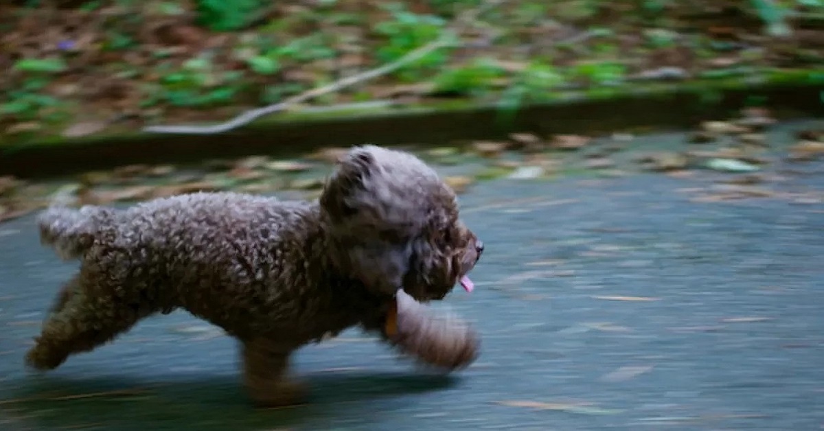 cane barboncino per strada