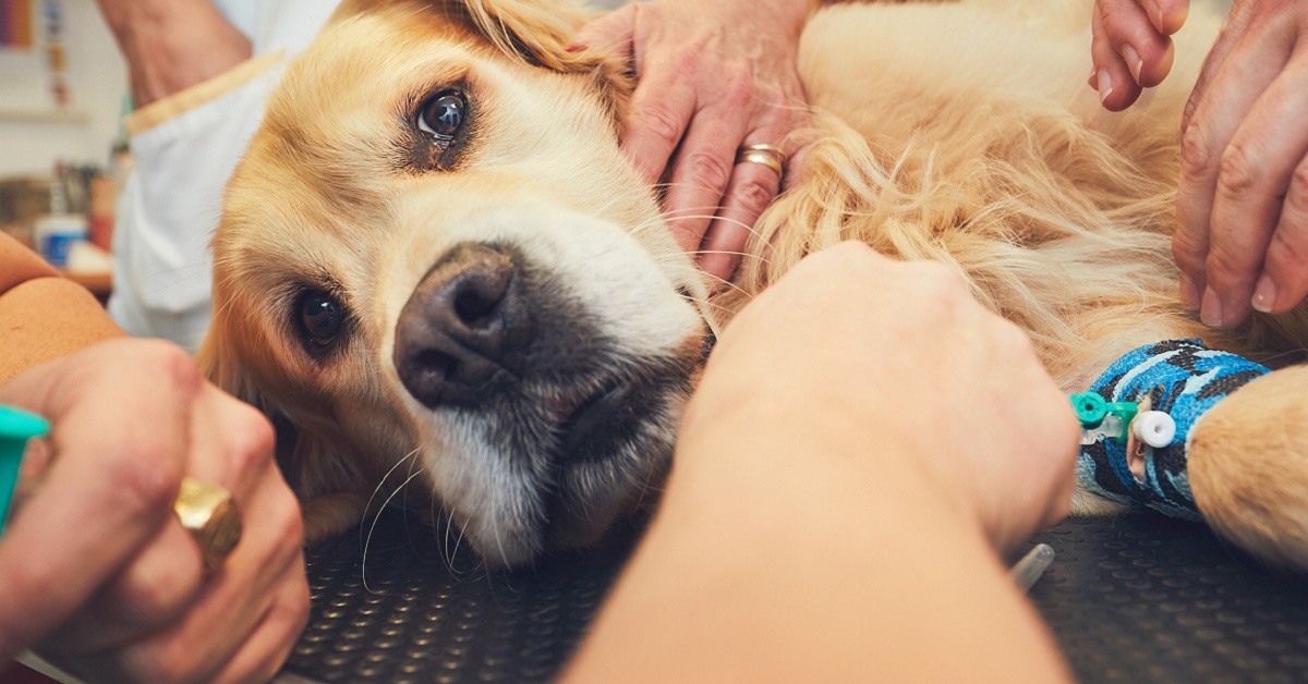 cane dal veterinario