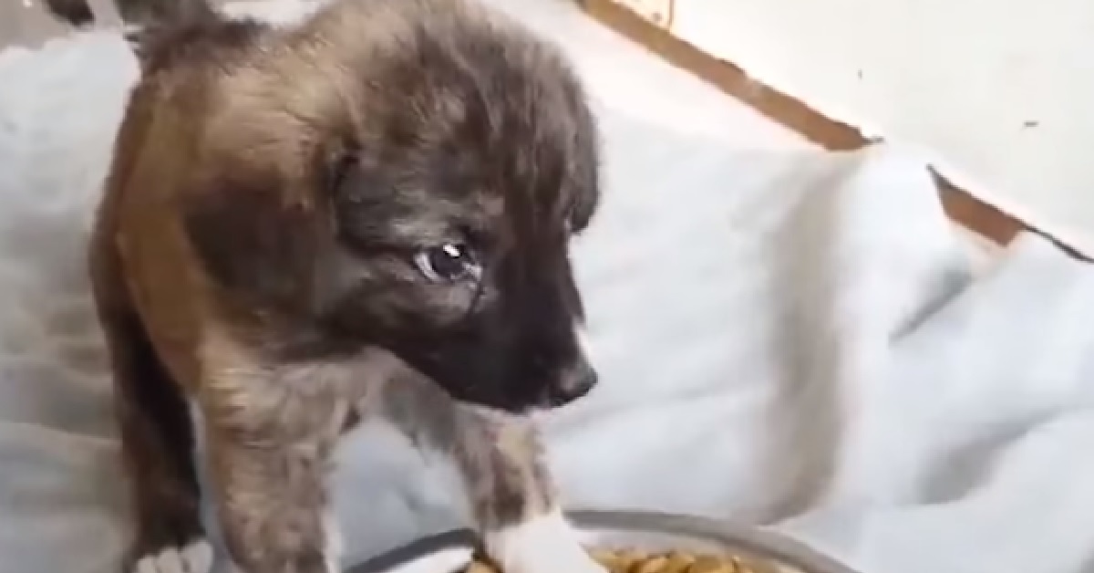 Frufru, la cucciola abbandonata in una rimessa d’auto (VIDEO)