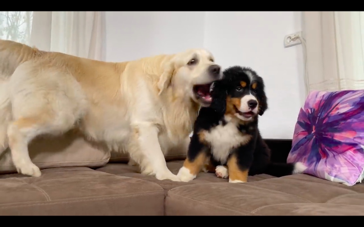 cucciolo Bernese e golden retriever