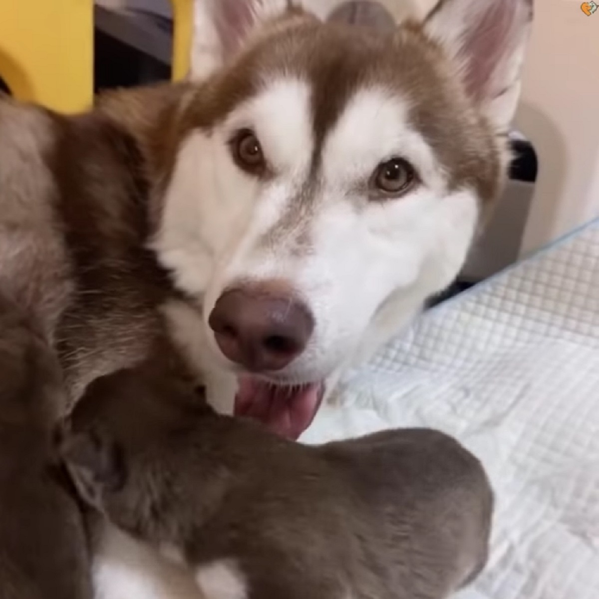 husky e cuccioli