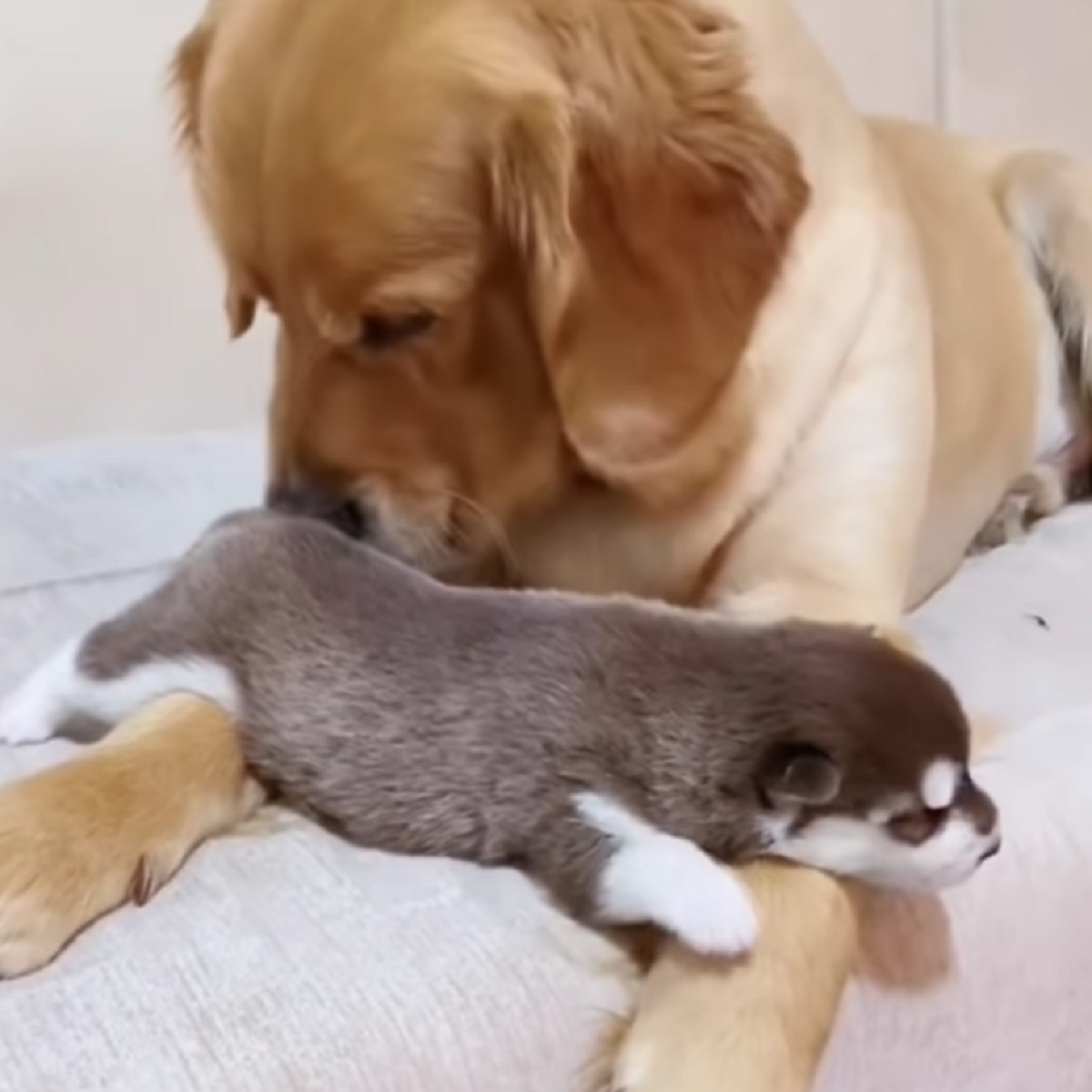 cucciolo di husky e golden retriever