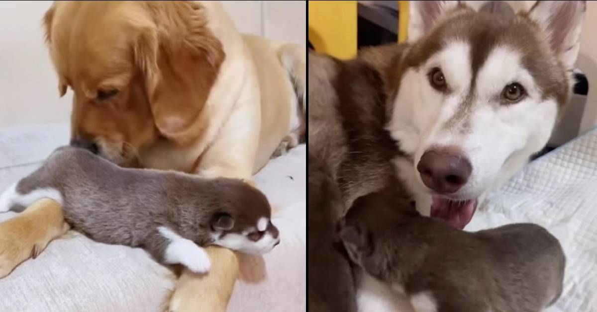 Golden retriever ama i cuccioli della sua amica husky (VIDEO)