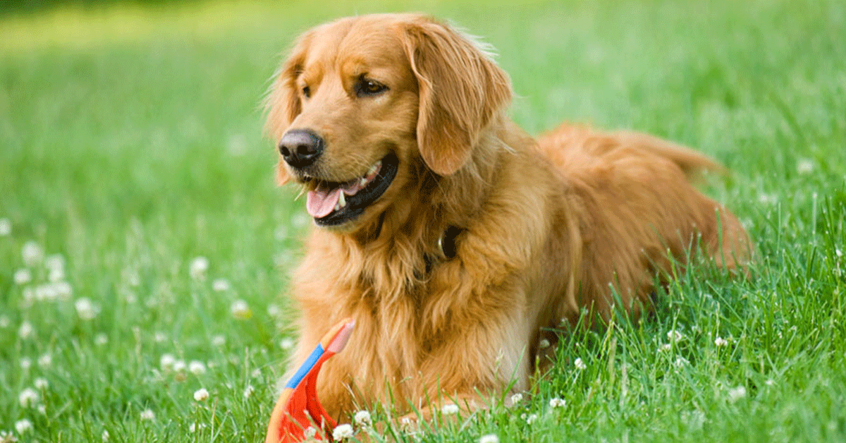 Moose, il cucciolo di Golden Retriever che gioca a nascondino e non capisce come il suo papà umano sia finito dentro lo specchio