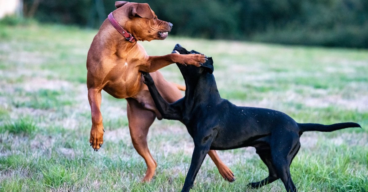 Cagnolino che litiga con tutti: i motivi e come insegnarli a smettere passo per passo