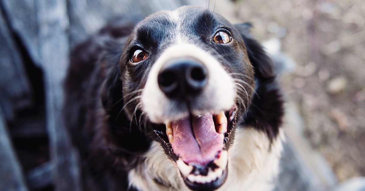 Per i cani in difficoltà: così Hill’s trasforma le vite dei quattro zampe senza padrone