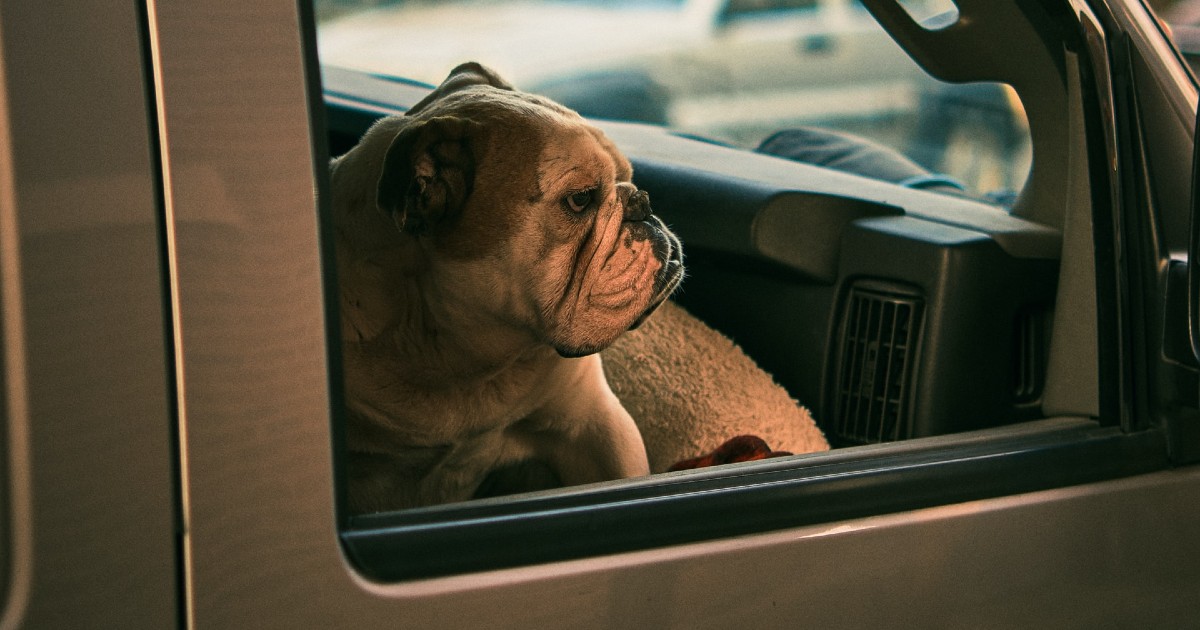 cucciolo di cane ha paura dell'auto