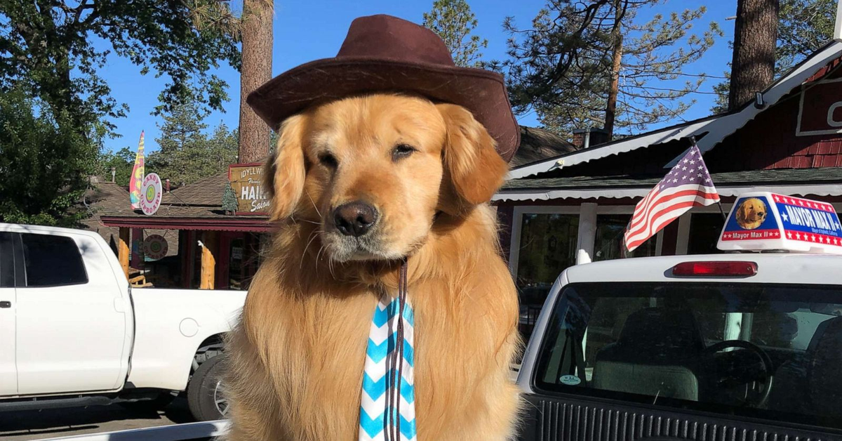 California:Il Golden Retriever Max viene eletto sindaco onorario (VIDEO)