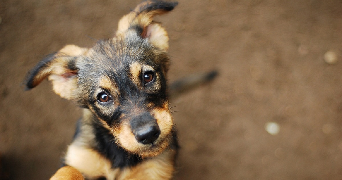 amico migliore cane