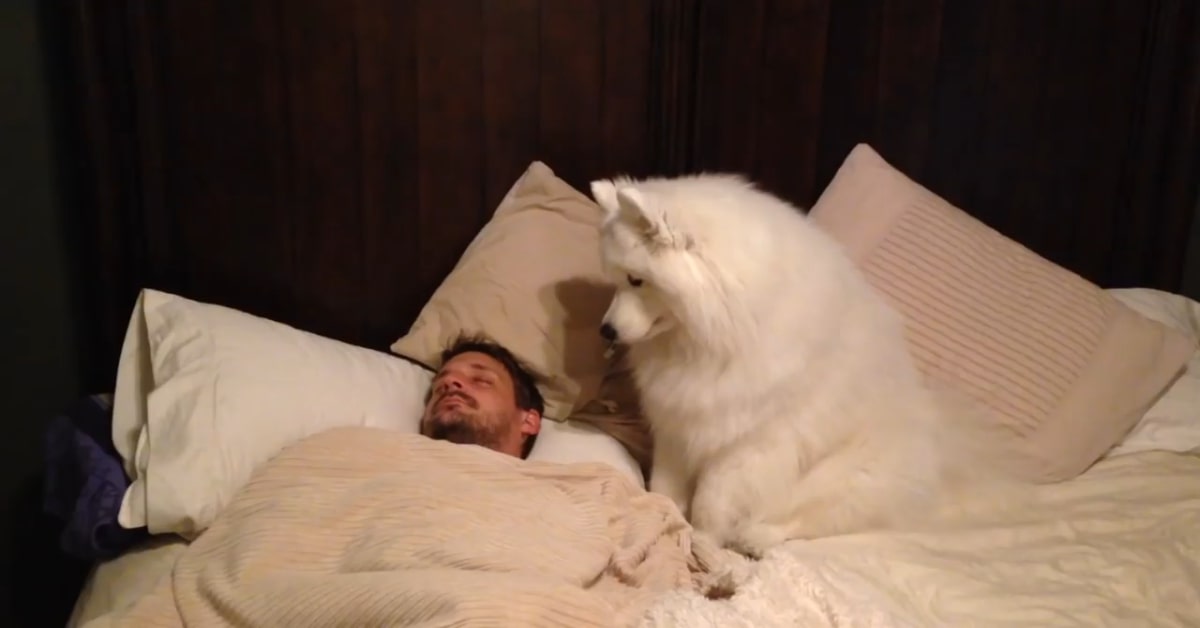 Il cane Lexi sveglia il suo padrone in un modo molto dolce (VIDEO)