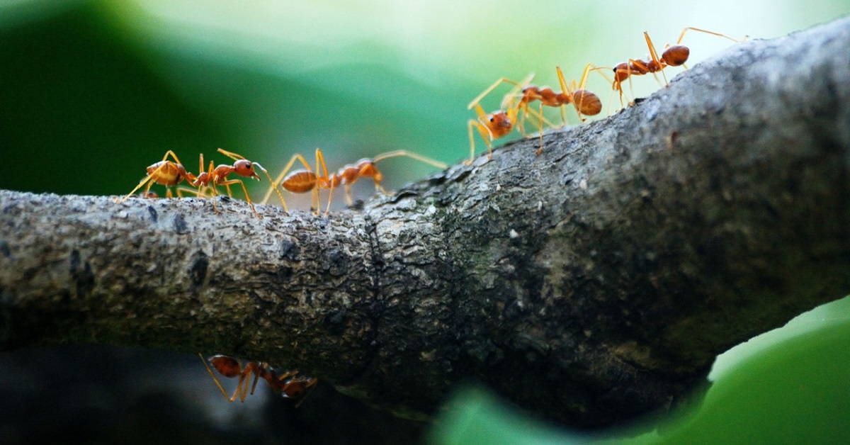 cane e formiche su tronco