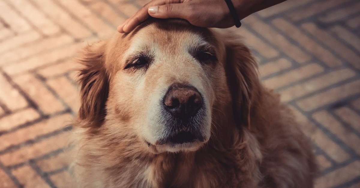 carezza su testa di cane