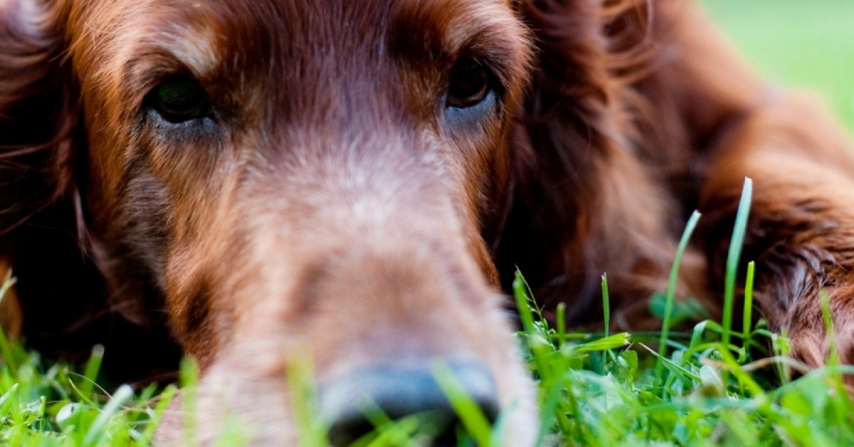 cane con muso nell'erba