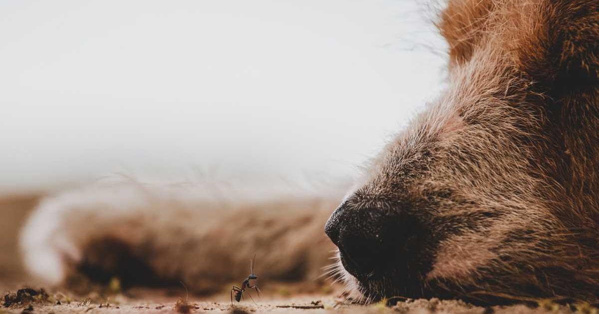 Il cane ha mangiato le formiche, è pericoloso?