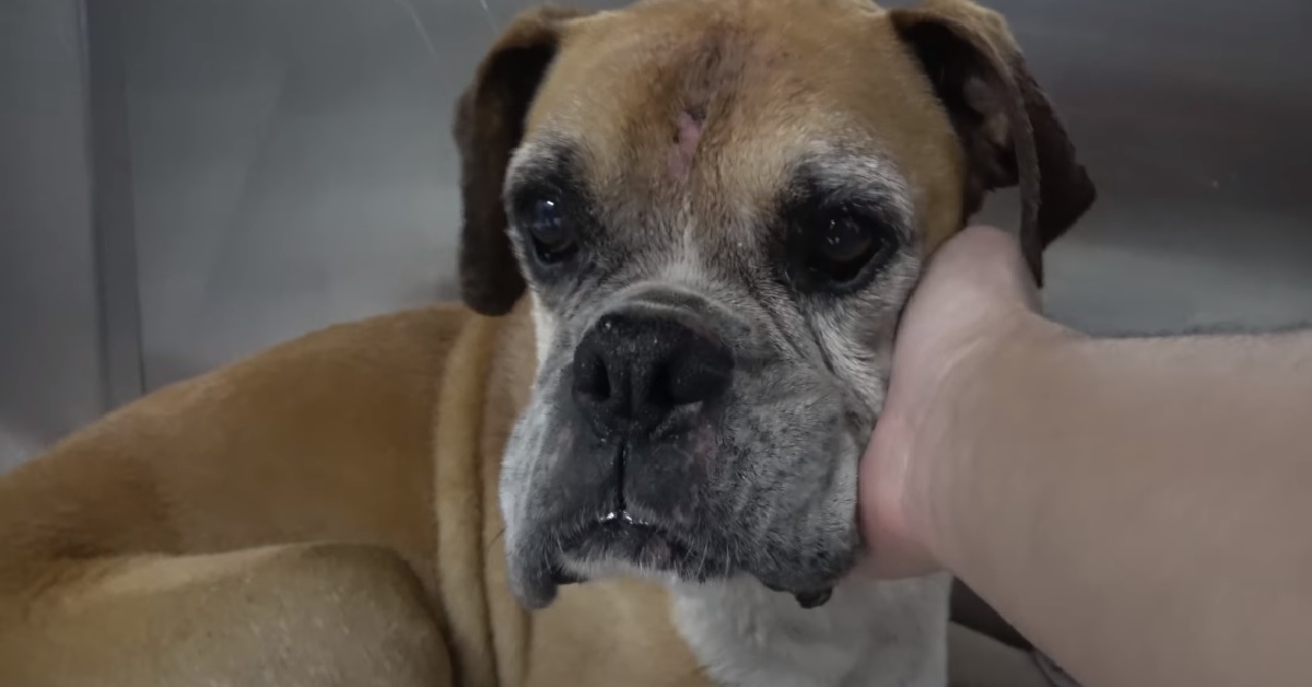 Il cucciolo di Boxer scompare, i soccorritori in video manifestano tutta la loro sorpresa