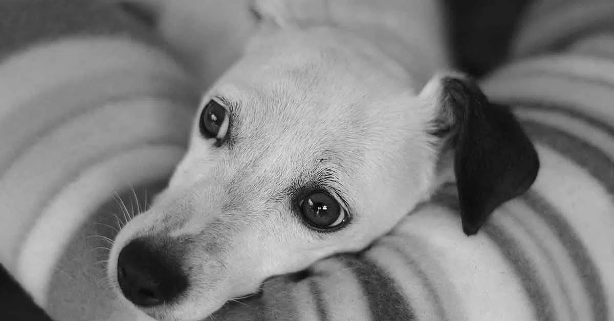 Il cucciolo di cane Ike e la sua dolce amicizia con un gattino (VIDEO)