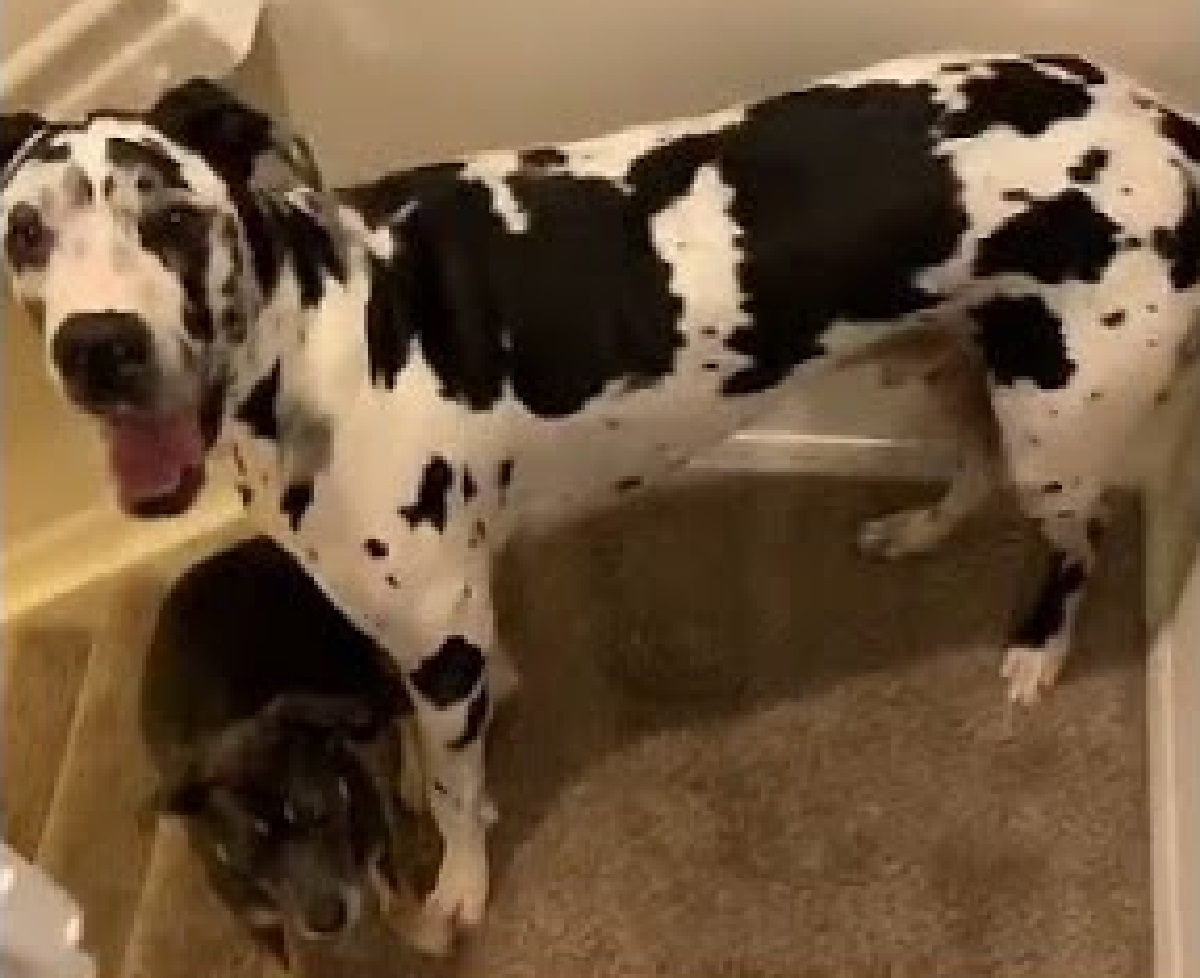 chose cucciolo dalmata mamma 