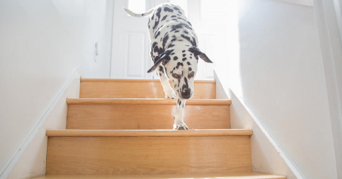 Il cucciolo di Dalmata scende le scale in un modo mai visto prima, il video lo conferma