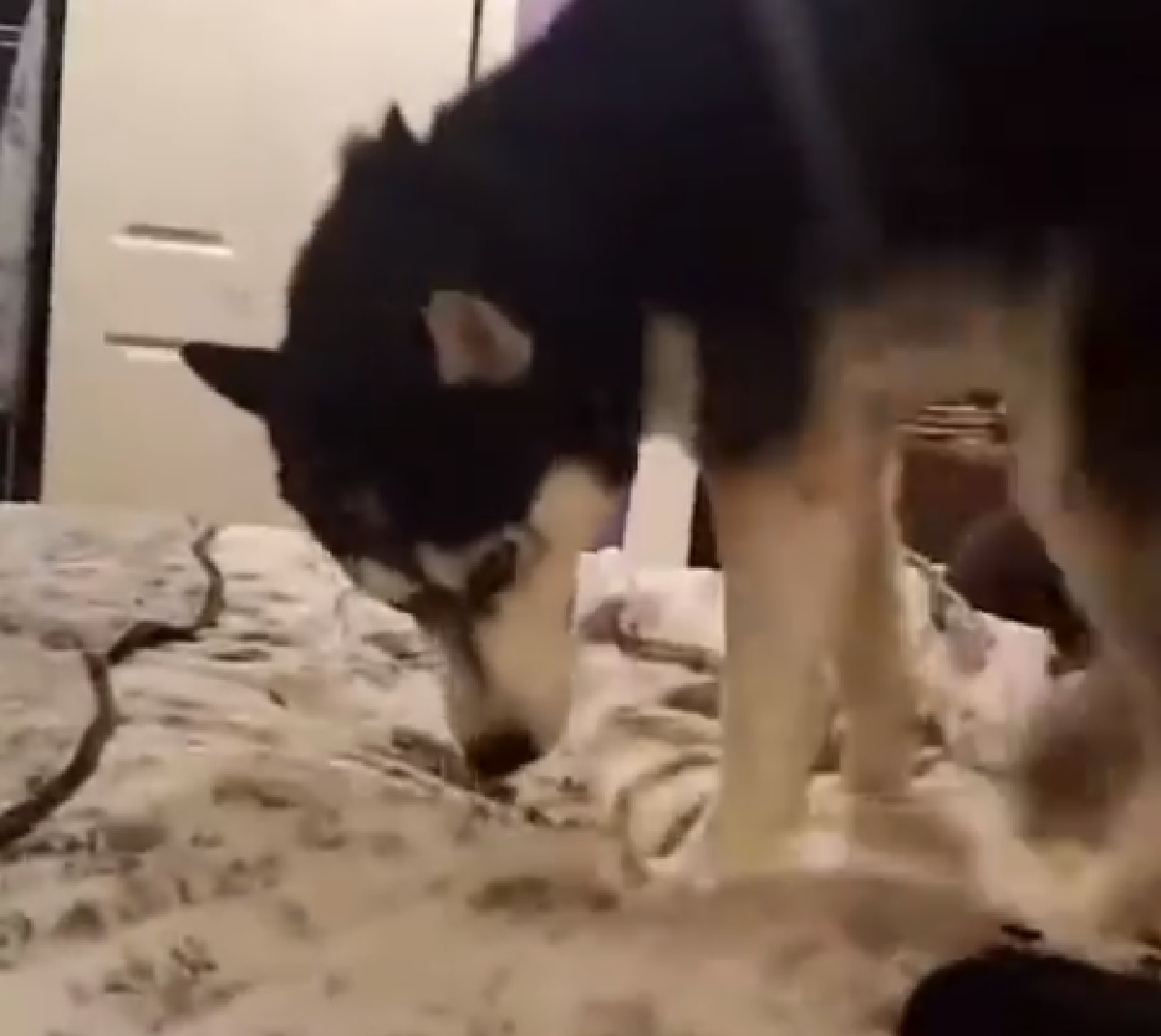 cucciolo husky cerca posizione comoda