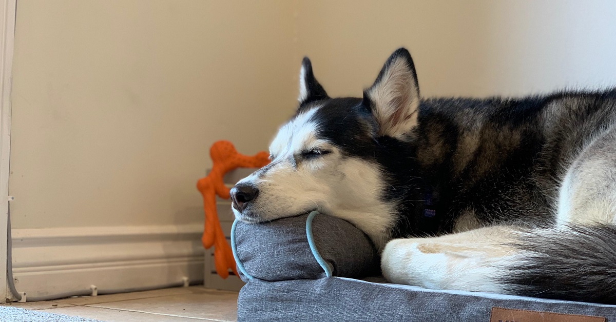 Il cucciolo di Husky cerca di riposarsi ma qualcosa lo spaventa, nel video capiamo l’esilarante motivo