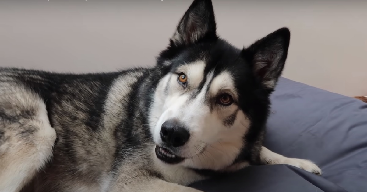 Il cucciolo di Husky ha imparato a parlare, nel video ci mostra le sue sconcertanti abilità