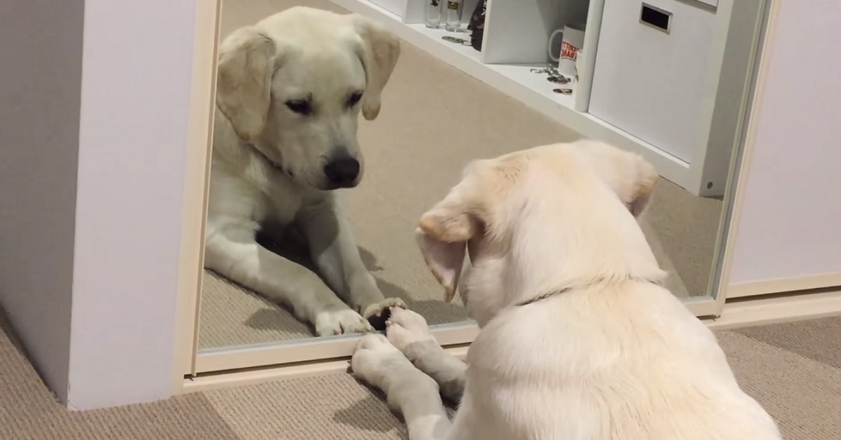 Il cucciolo di Labrador Banjo reagisce per la prima volta al suo riflesso, il video fa rimanere tutti a bocca aperta