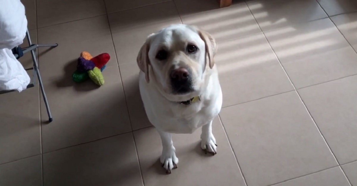 Il cucciolo di Labrador non da retta a papà fino a quando non ascolta la parola magica, il video testimonia il tutto