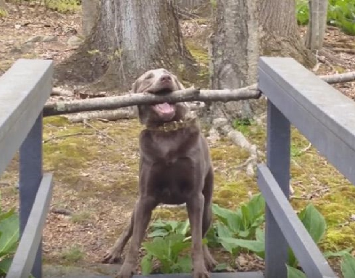 cucciolo labrador cammino verso casa