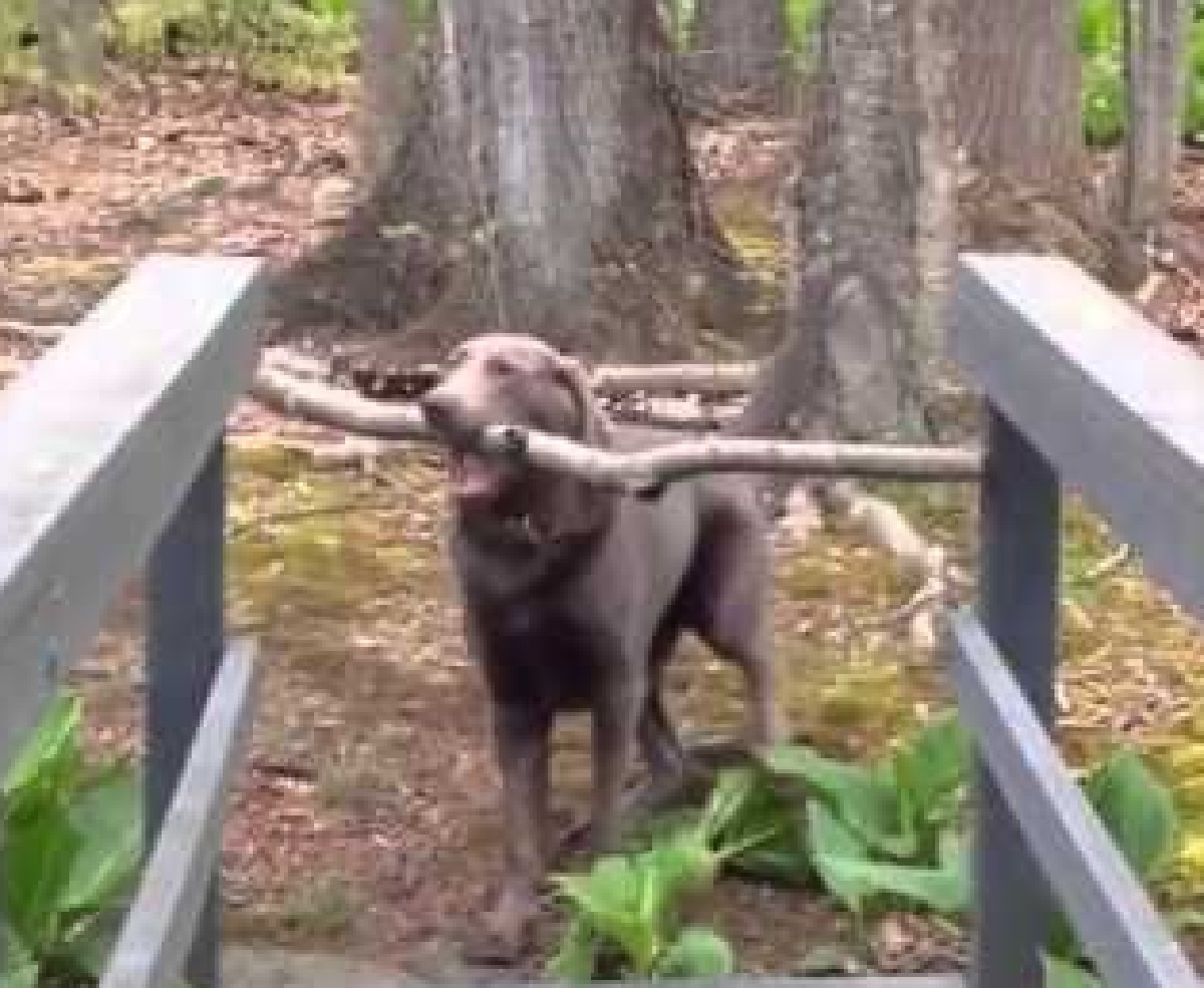 cucciolo labrador trova bastone bosco