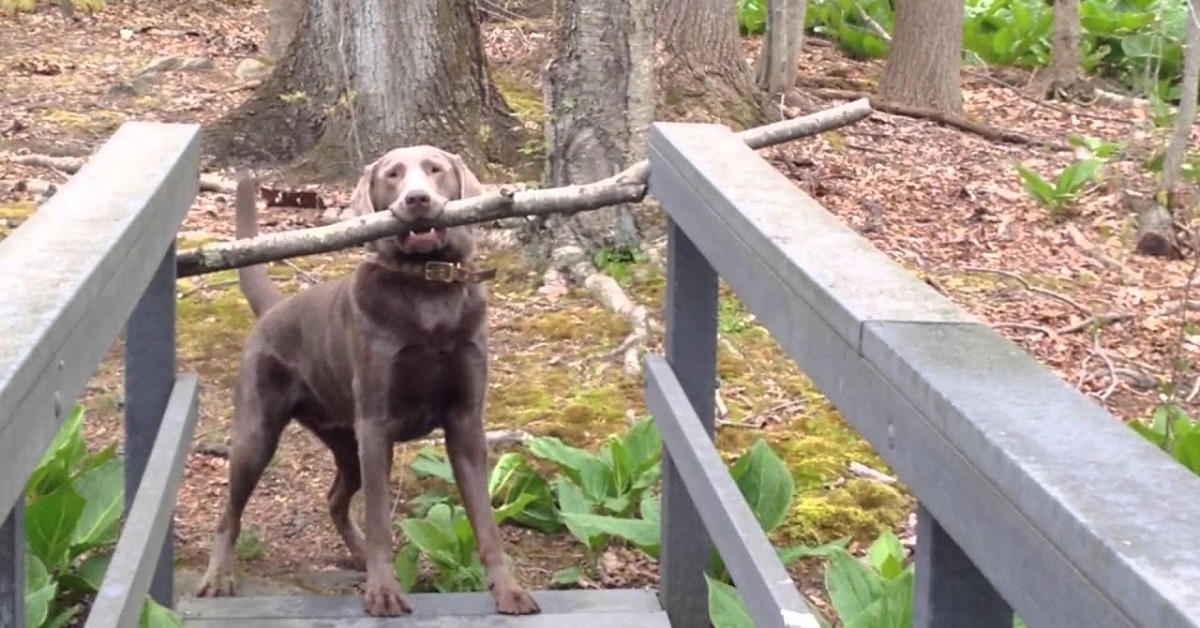 Il cucciolo di Labrador non riesce a passare con il bastone fra i denti, ecco cosa inventa