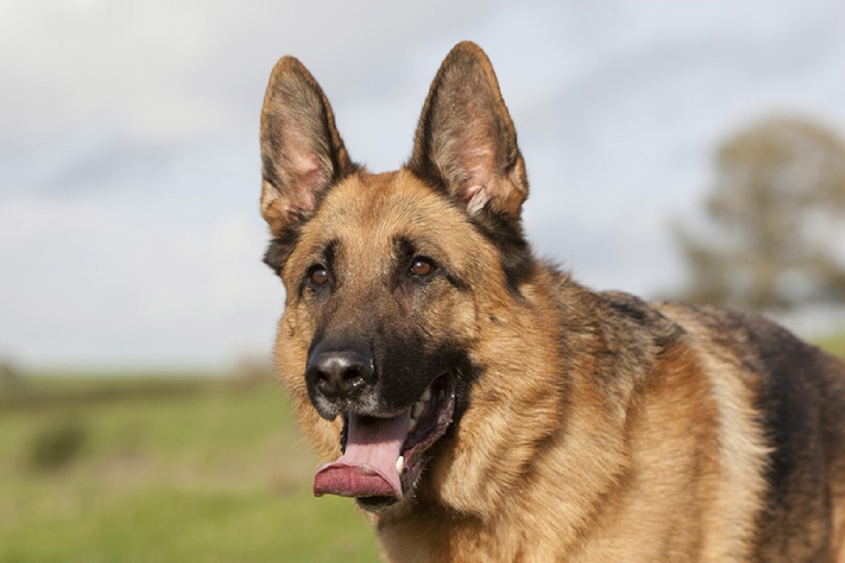 amicizia bambina cagnolino