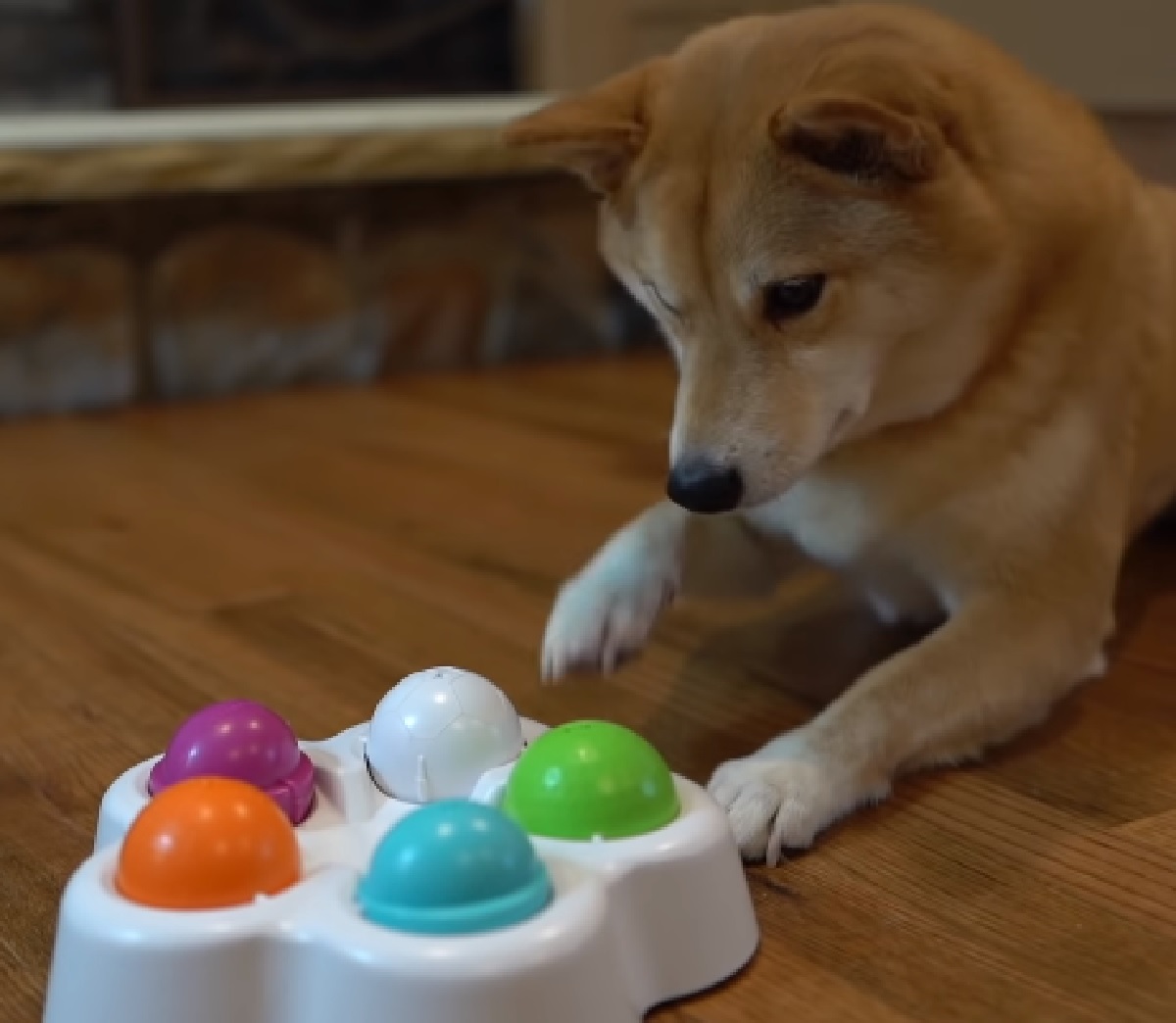 haru cucciolo shiba inu risolve puzzle