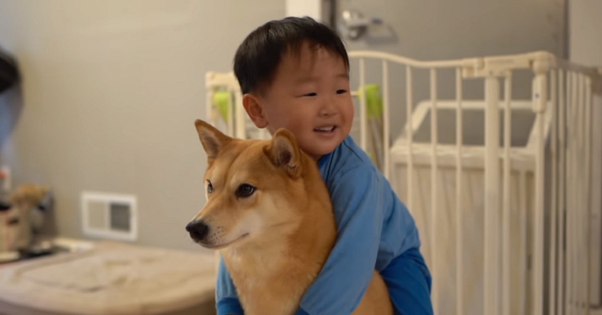 Il cucciolo di Shiba Inu deve risolvere un complicato puzzle, il video ci mostra il suo sorprendente talento