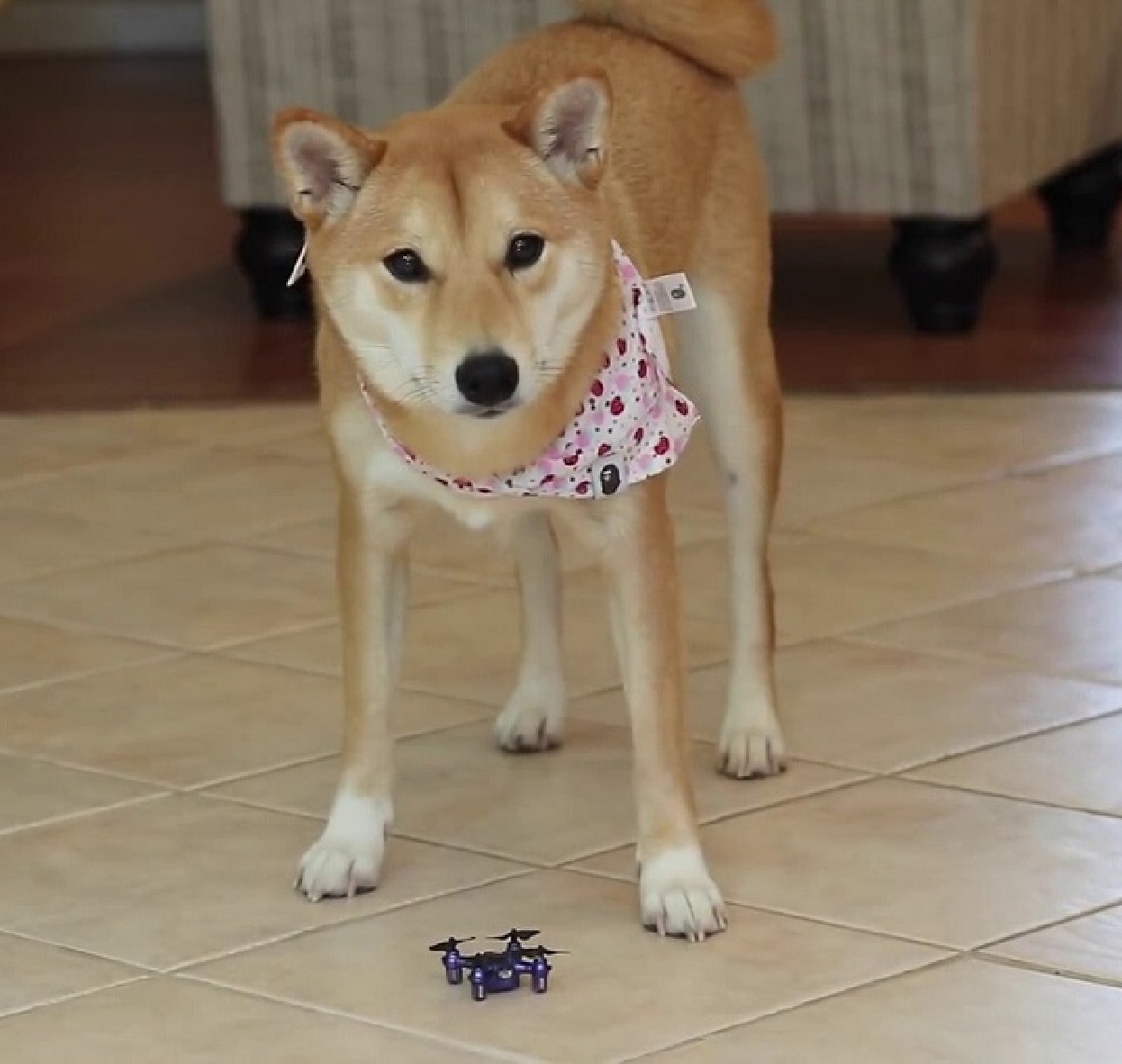haru cane gioca con oggetto volante