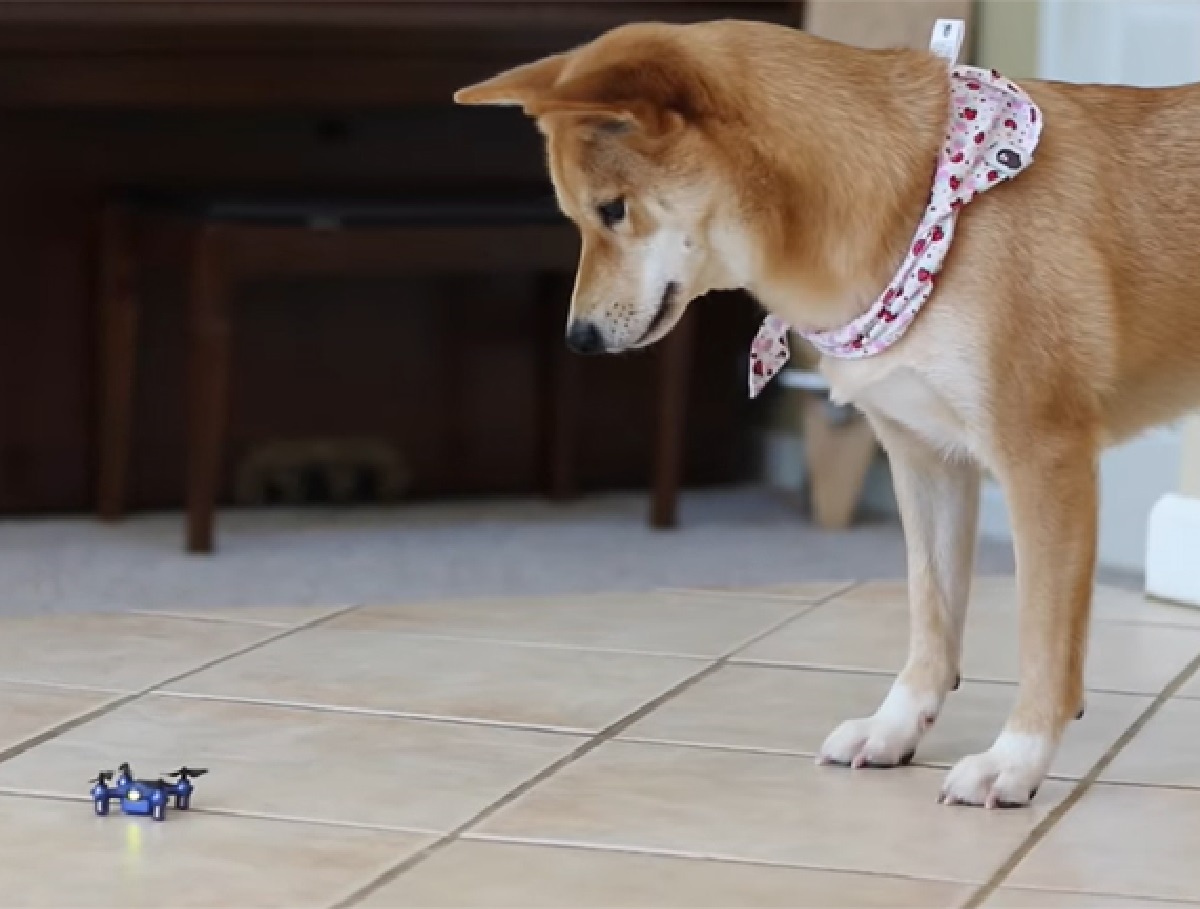 haru cucciolo affronta mini drone