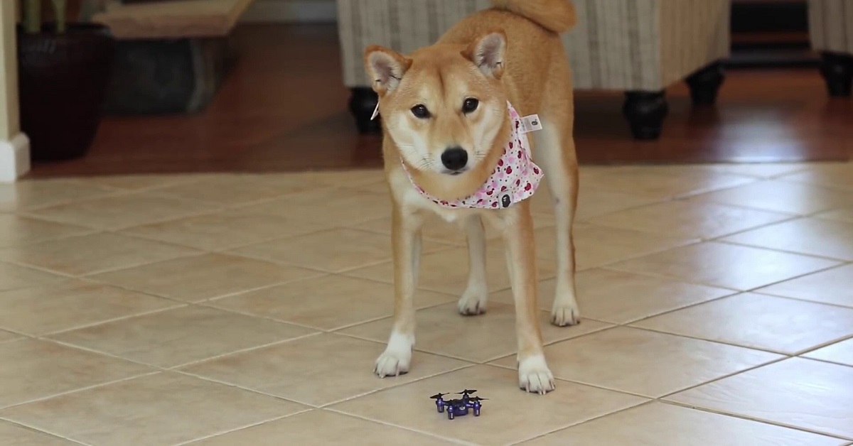 Il cucciolo di Shiba Inu incontra per la prima volta un drone, ecco il video della sua reazione inaspettata