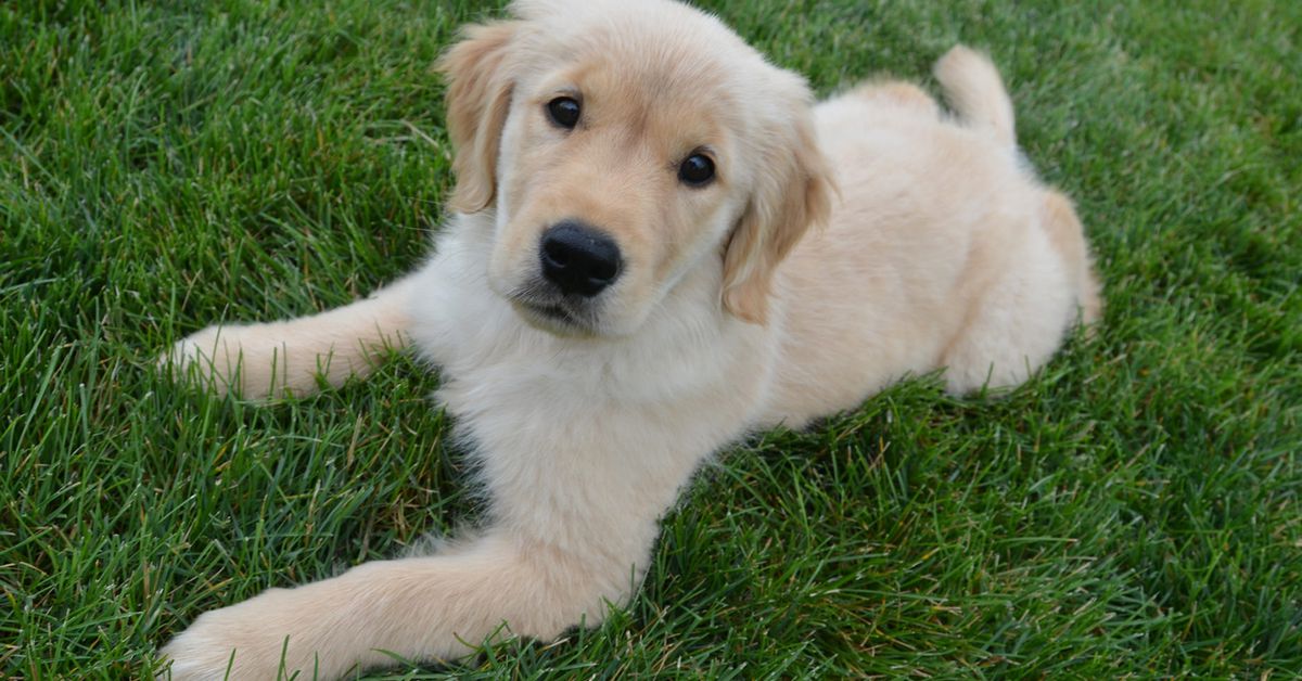 Il Golden Retriever Barclay ha come migliore amica un’anatra (VIDEO)