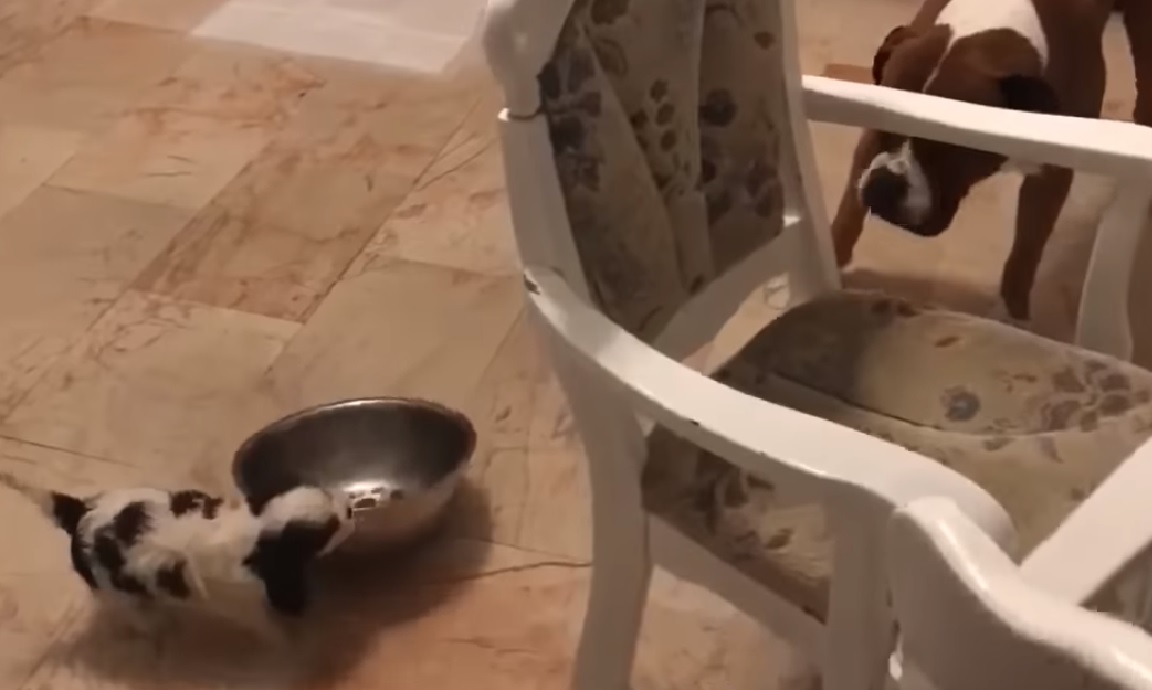 cucciolo bulldog scappa soggiorno